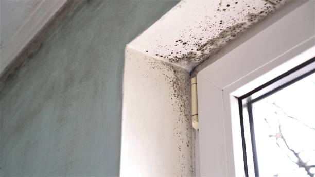 Best Mold Damage Repair  in Elmwood, LA