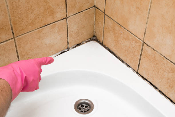 Best Best Mold Removal Companies  in Elmwood, LA